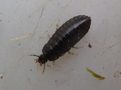Réf. 298 225 : Cychrus sp.